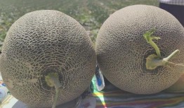 哈密 吃 哈密瓜,探寻新疆哈密的甜蜜诱惑