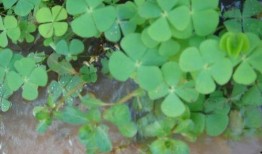 兔子可以吃瓜叶菊吗,兔子适宜食用瓜叶菊的探讨