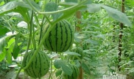 临汾青藤事件吃瓜