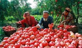 吃瓜美景图,共享夏日悠闲时光