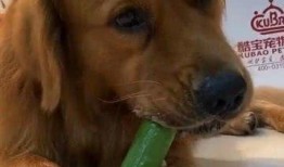 狗吃黃瓜,探索狗吃黄瓜的奥秘