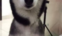 带你吃瓜奇怪动物视频,带你走进“带你吃瓜”的奇异世界