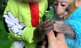 猴子吃小瓜图片,猴子欢乐吃小瓜瞬间捕捉