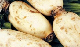 莲藕和乳瓜能一起吃吗,莲藕与乳瓜的搭配食用探讨