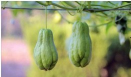 佛手瓜根吃,探寻古老食材的新食尚