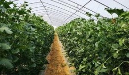 山西吃瓜爆料,揭秘当地奇闻轶事