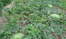 临汾青藤事件吃瓜