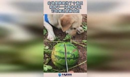 瓜小狗可以吃吗,揭秘宠物饮食中的安全与禁忌