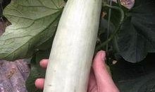 吃网红瓜的平台,各大平台瓜田里的新鲜事