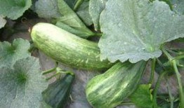 经期吃酥瓜,酥瓜助力女性健康调理