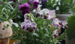 兔子可以吃瓜叶菊吗,兔子适宜食用瓜叶菊的探讨