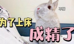 树上吃瓜的兔,兔趣盎然