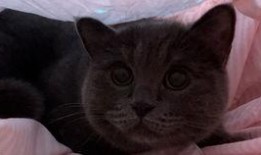 带你吃瓜补全猫咪