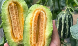 什么季节有洋瓜吃,洋瓜的丰收季节