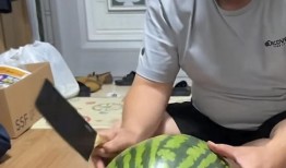 加菲现场吃瓜,萌宠视角下的夏日狂欢