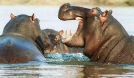 河马吃瓜手工教程,创意DIY教程解析