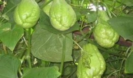 佛手瓜咋样吃,解锁健康美味新体验