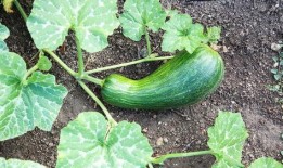 瓠瓜怎么吃最好吃,解锁最佳口感秘诀