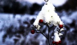 吃瓜雪月,揭秘娱乐圈的甜蜜与苦涩