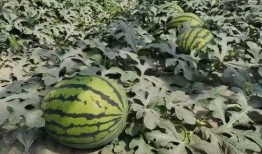 寿光天台吃瓜小情侣