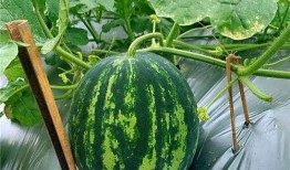 吃瓜上市短剧,揭秘娱乐圈背后的短剧风云