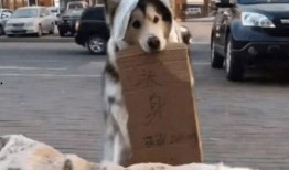 狗狗打架吃瓜群众,围观群众见证的宠物江湖风云