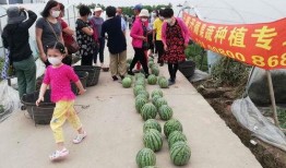 华夏驾校吃瓜比赛,趣味竞技，欢乐无限