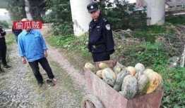 安阳师范吃瓜事件,校园风波背后的真相与反思