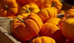 裤子瓜老了怎么吃,探索传统美食的独特风味