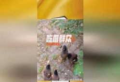 大树底下吃瓜图片