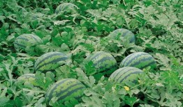 农村老家吃瓜视频大全,视频大全回顾