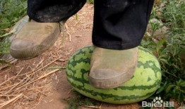 东辛农场吃瓜,瓜果飘香，共享欢乐时光