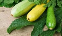 吃云南酸瓜,酸爽开胃的本土美食之旅