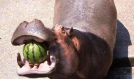 河马吃瓜手工教程,创意DIY教程解析