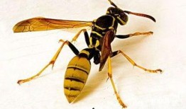 胡蜂吃哈密瓜,自然界的奇妙共生现象