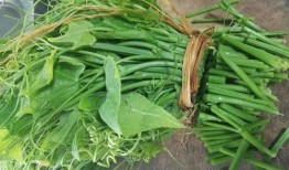 佛手瓜根吃,探寻古老食材的新食尚