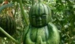 吃瓜网友自己的瓜,一场网络八卦盛宴