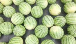 真吃瓜图片,揭秘娱乐圈幕后真相