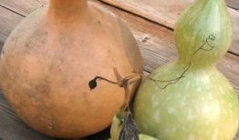 吃干葫芦瓜对胃有影响吗,葫芦瓜干品食用对胃部健康的影响解析