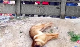 狗狗打架吃瓜群众,围观群众见证的宠物江湖风云