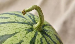 上海教师吃瓜链接,揭秘背后真相与网络舆论风暴