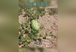 后人吃瓜在线,揭秘吃瓜文化的兴起与影响