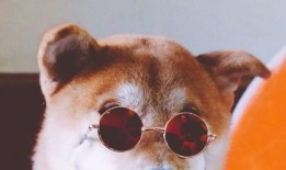 美女跟狗吃瓜,欢乐时光温馨瞬间