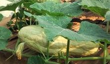 瓜叶子可以吃,从田间到餐桌的绿色之旅