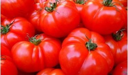 上朝吃瓜番茄,揭秘古代宫廷的番茄美食传奇