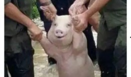 猪喜欢吃瓜,揭秘猪只对瓜果的偏爱之谜