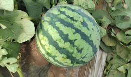 瓜可以怎么调着吃