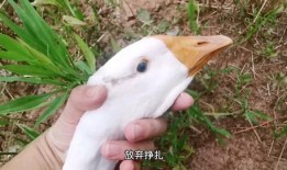 瓜娃子吃的什么,盘点那些令人垂涎的瓜类佳肴