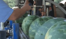 城市吃瓜的情景,吃瓜群众的热闹日常