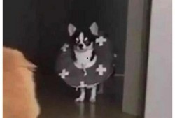 狗狗打架吃瓜群众,围观群众见证的宠物江湖风云